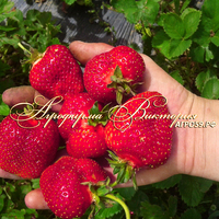 Клубника МАЛЬГА (КРУПНОМЕР! ОГРОМНЫЙ КУСТ, УРОЖАЙ В ГОД ПОСАДКИ) Клубника МАЛЬГА (КРУПНОМЕР! ОГРОМНЫЙ КУСТ, УРОЖАЙ В ГОД ПОСАДКИ)